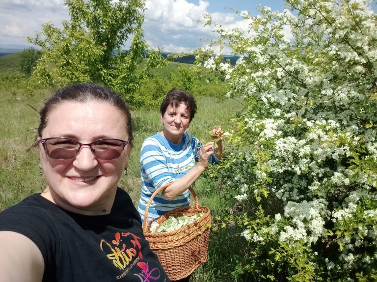 Primul atelier de cules flori din flora spontană – o zi printre păducelii înfloriți ai Almăjului
