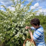 Asociatia BUNETI - la cules de flori de Păducel